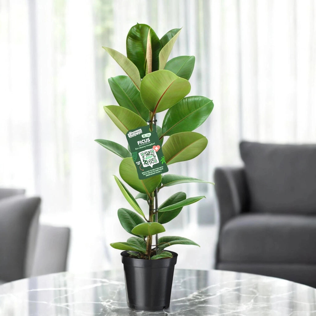 Gardenaria Ficus elastica 'Robusta' - Pianta da interno ornamentale Altezza: 95 cm (vaso 21)