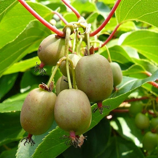 Pianta di Kiwi Actinidia Arguta Weiki mini kiwi senza pelo foto reali H 110cm