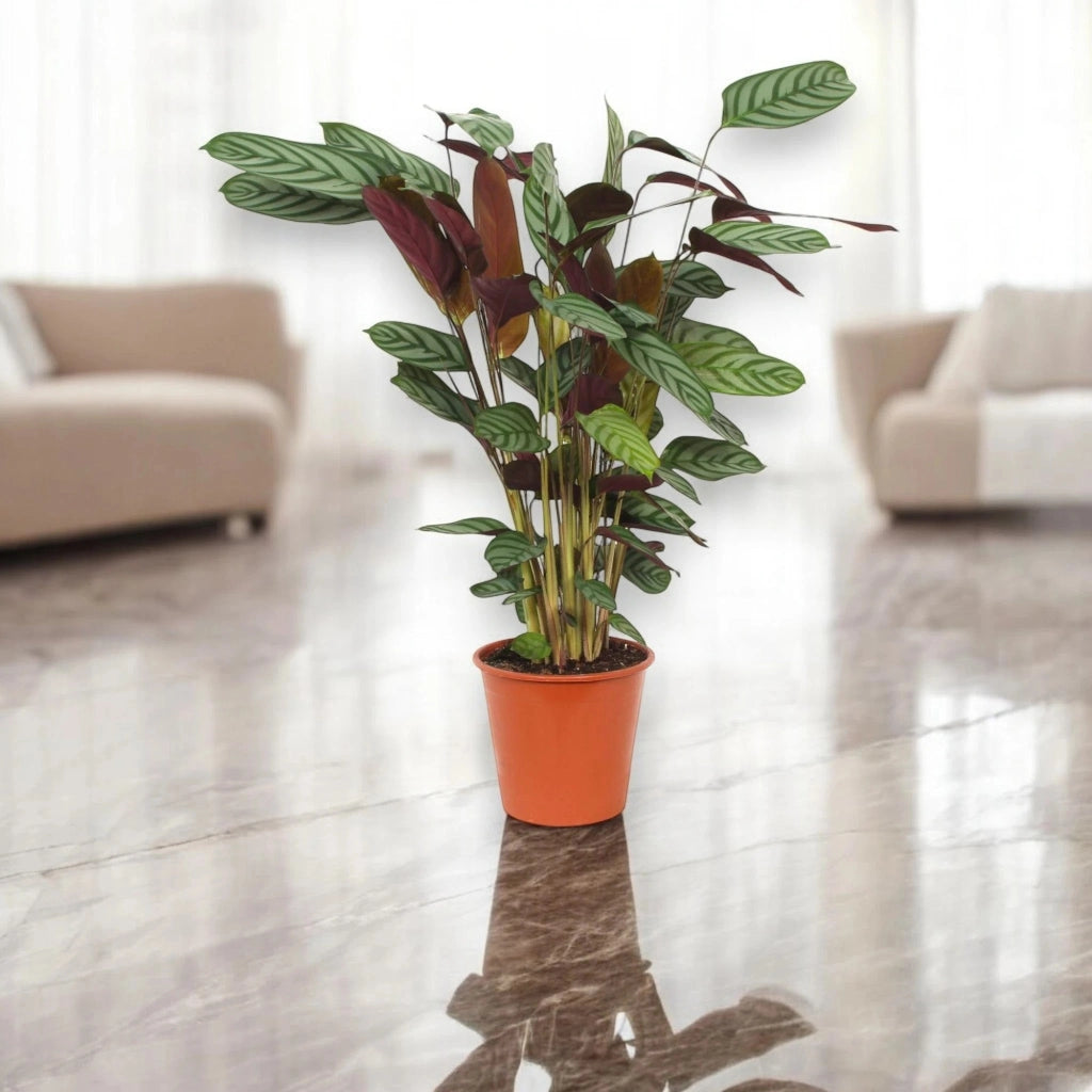 Gardenaria Ctenanthe setosa 'Compactstar' - Pianta da interno ornamentale Altezza: 110 cm (vaso 24)