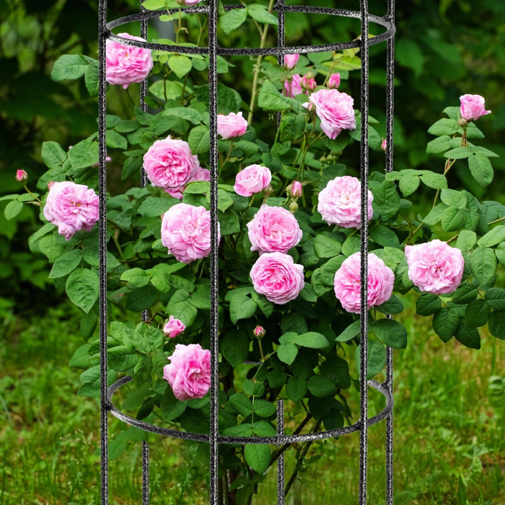 Supporto per pergola da giardino KADAX per fiori e piante, terrazzo in metallo, 80 cm