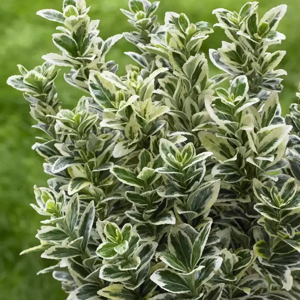 Gardenaria Evonimo - Euonymus japonicus 'White Spire' - Arbusto ornamentale da giardino Altezza: 40/60 cm (vaso19)