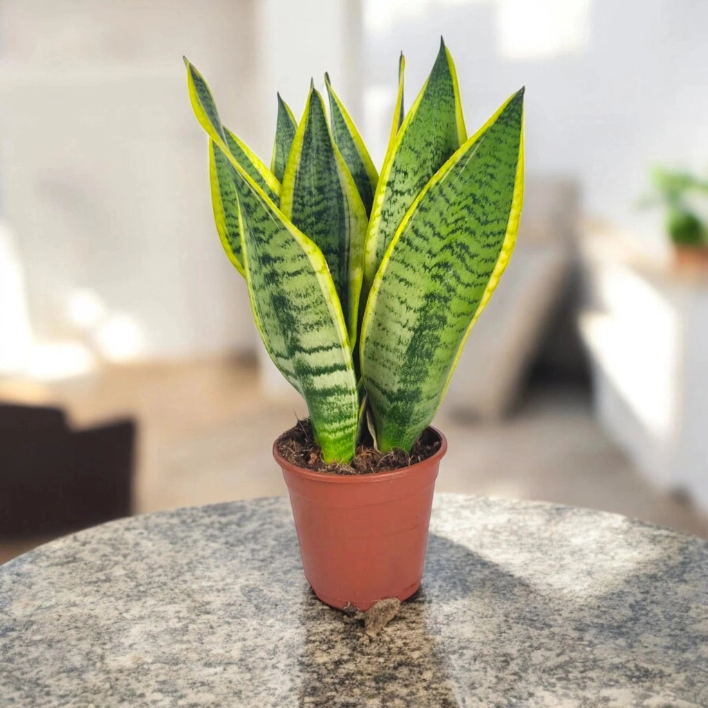 Gardenaria Sansevieria trifasciata 'Futura Superba' - Pianta da interno ornamentale Altezza: 40 cm (vaso 12)