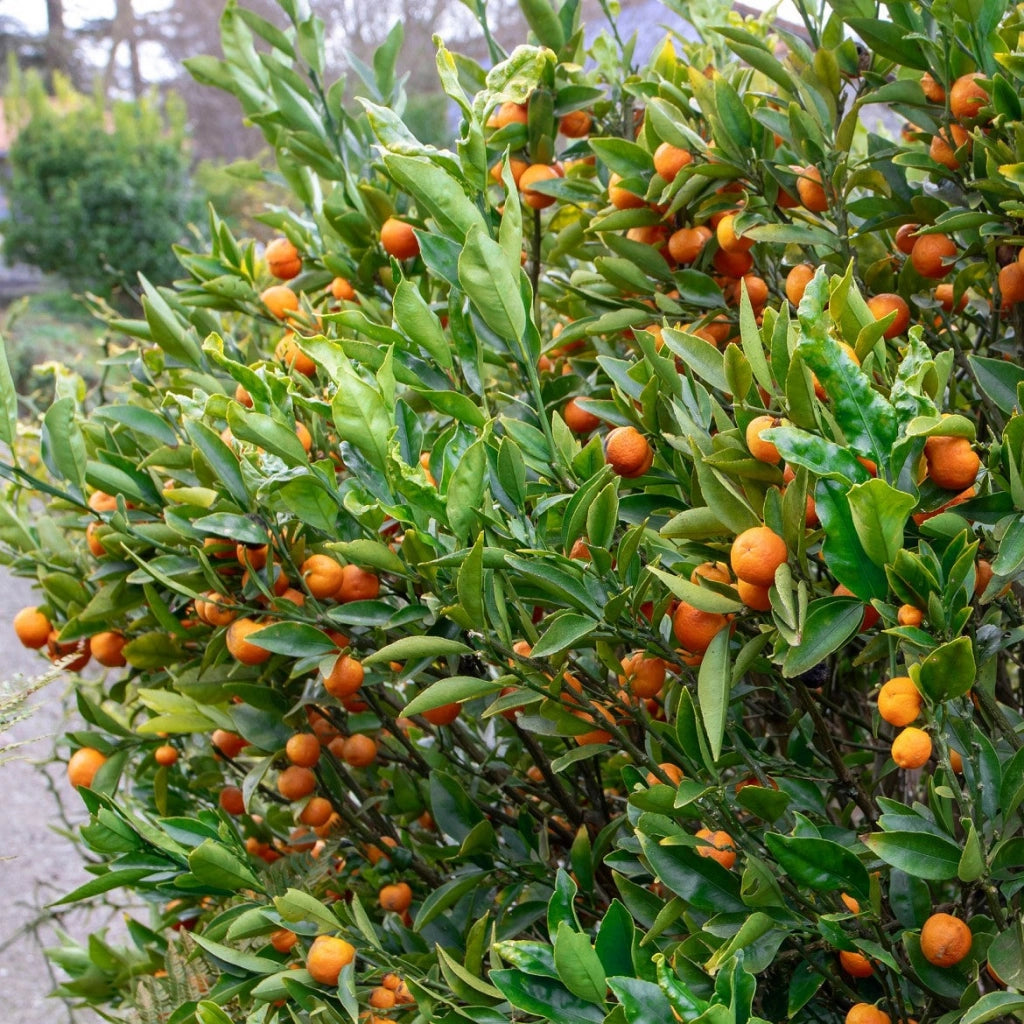 Gardenaria Kucle - Citrus japonica × Fortunella - Pianta di agrume da frutto in vaso Altezza: 70/80 cm (vaso 22)