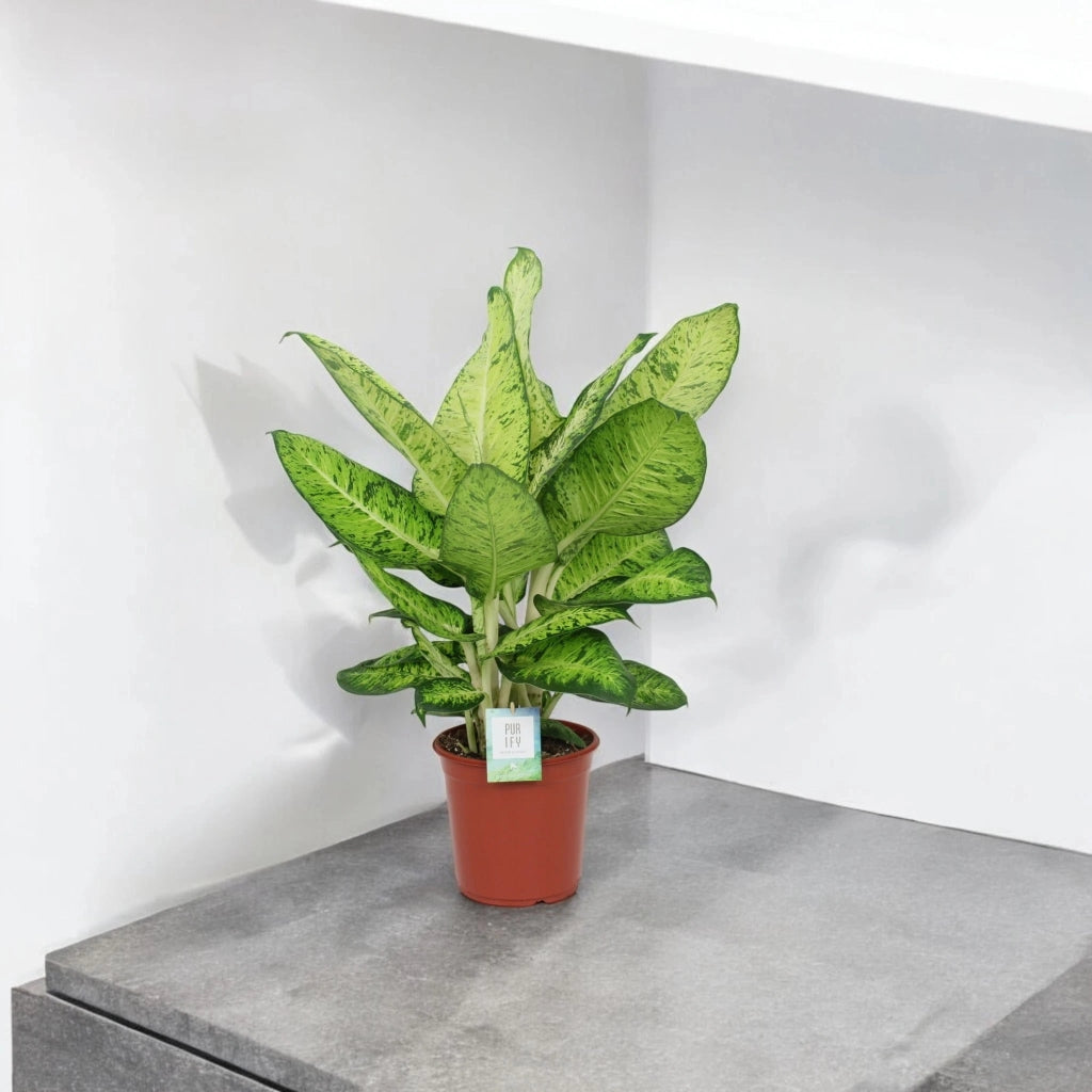 Gardenaria Dieffenbachia 'White Amazon' - Pianta da interno ornamentale Altezza: 80 cm (vaso 24)