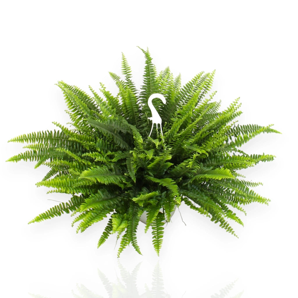 Gardenaria Nephrolepis exaltata 'Sonata' - Pianta da interno ornamentale Altezza: 55 cm (vaso 19)