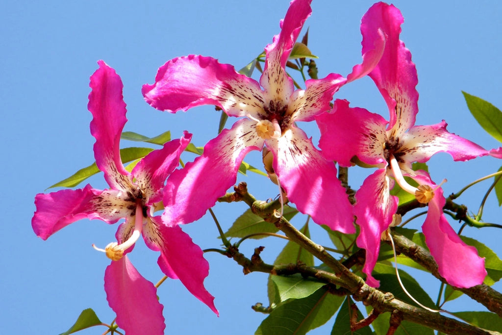 Pianta di Chorisia Speciosa, Ceiba Speciosa, albero bottiglia H 150cm