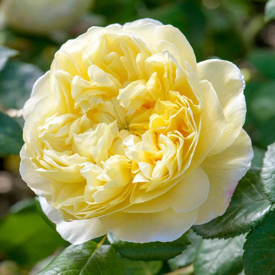 Gardenaria Rosa 'Charles Darwin' - Rosa da giardino Altezza: 40/50 cm (vaso20)