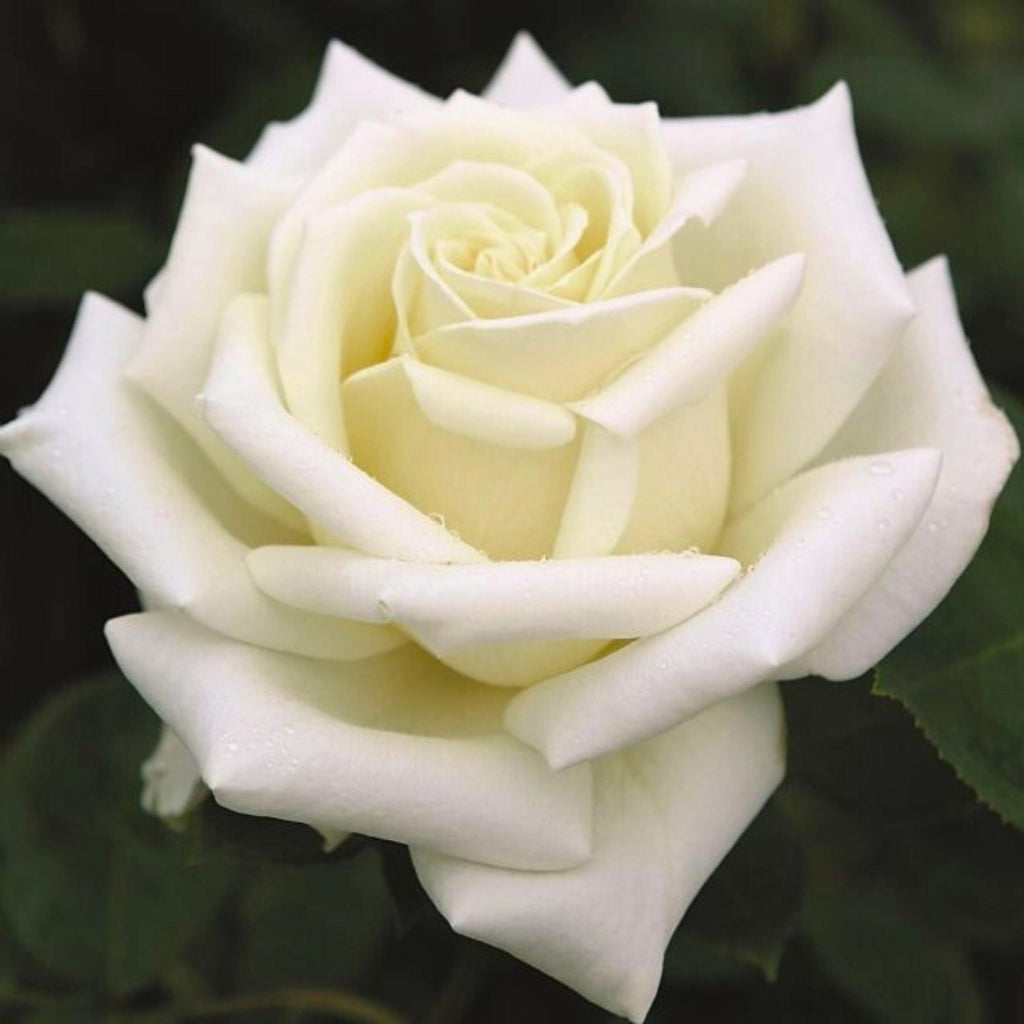 Gardenaria Rosa 'Stella Polare' - Rosa da giardino Altezza: 40/50 cm (vaso20)