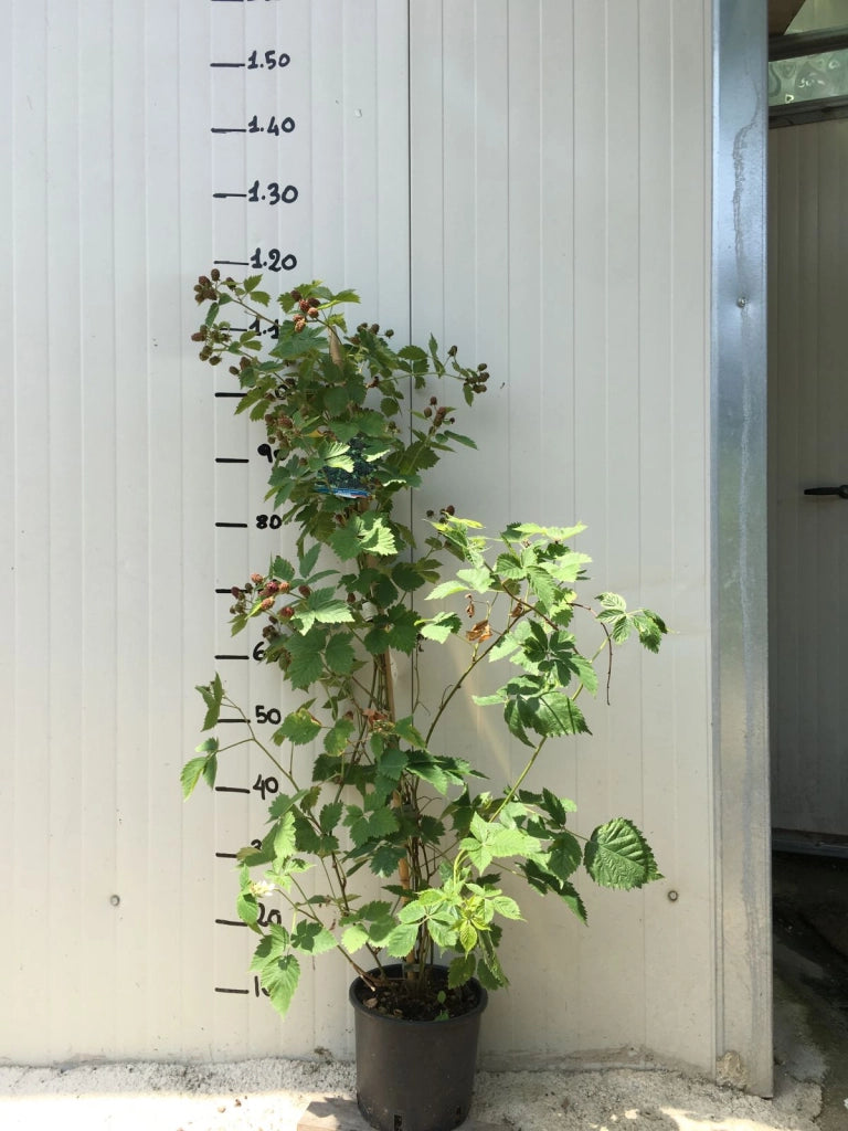 Pianta di Rubus Fruticosa Mora H 100 cm