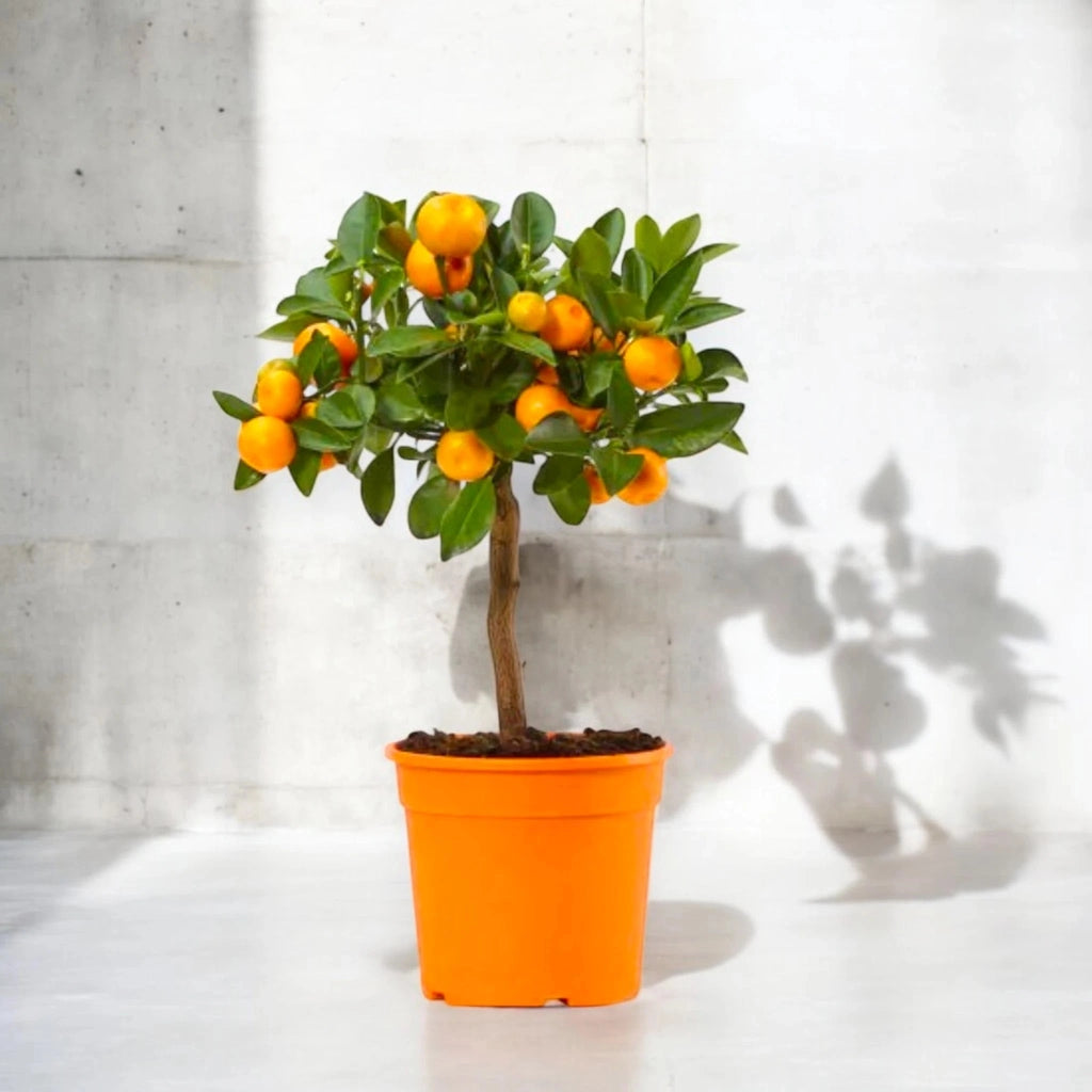 Gardenaria Calamondino - Citrus × microcarpa - Pianta di agrume da frutto in vaso Altezza: 160 cm (vaso 35)
