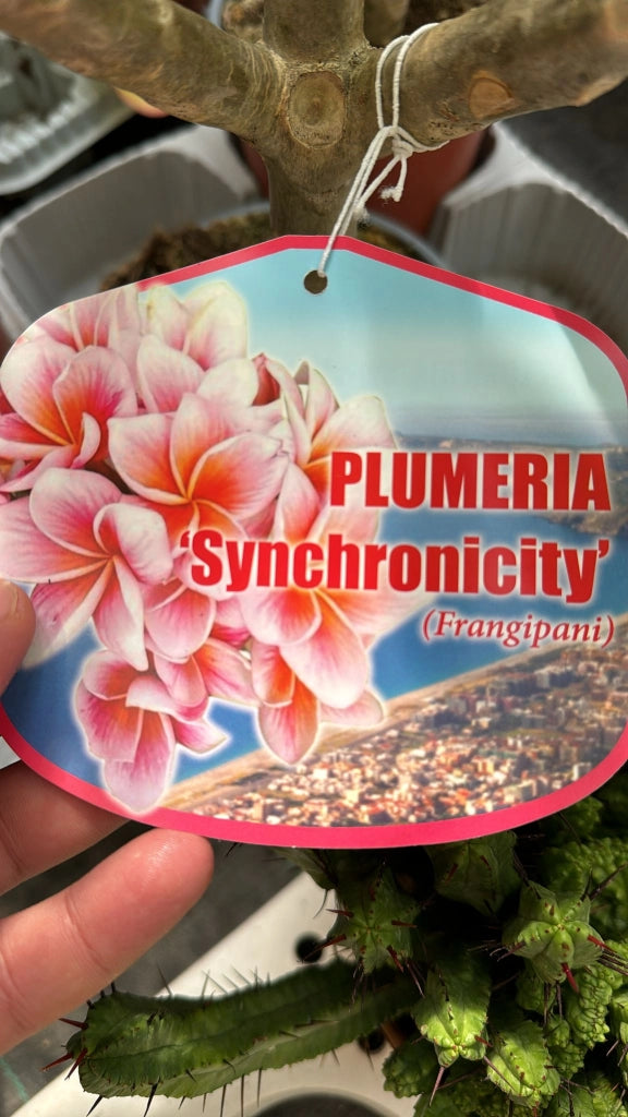 Plumeria Synchronicity, frangipane, H 60cm, foto reali