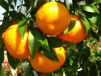 Pianta di Mandarino Comune foto reali