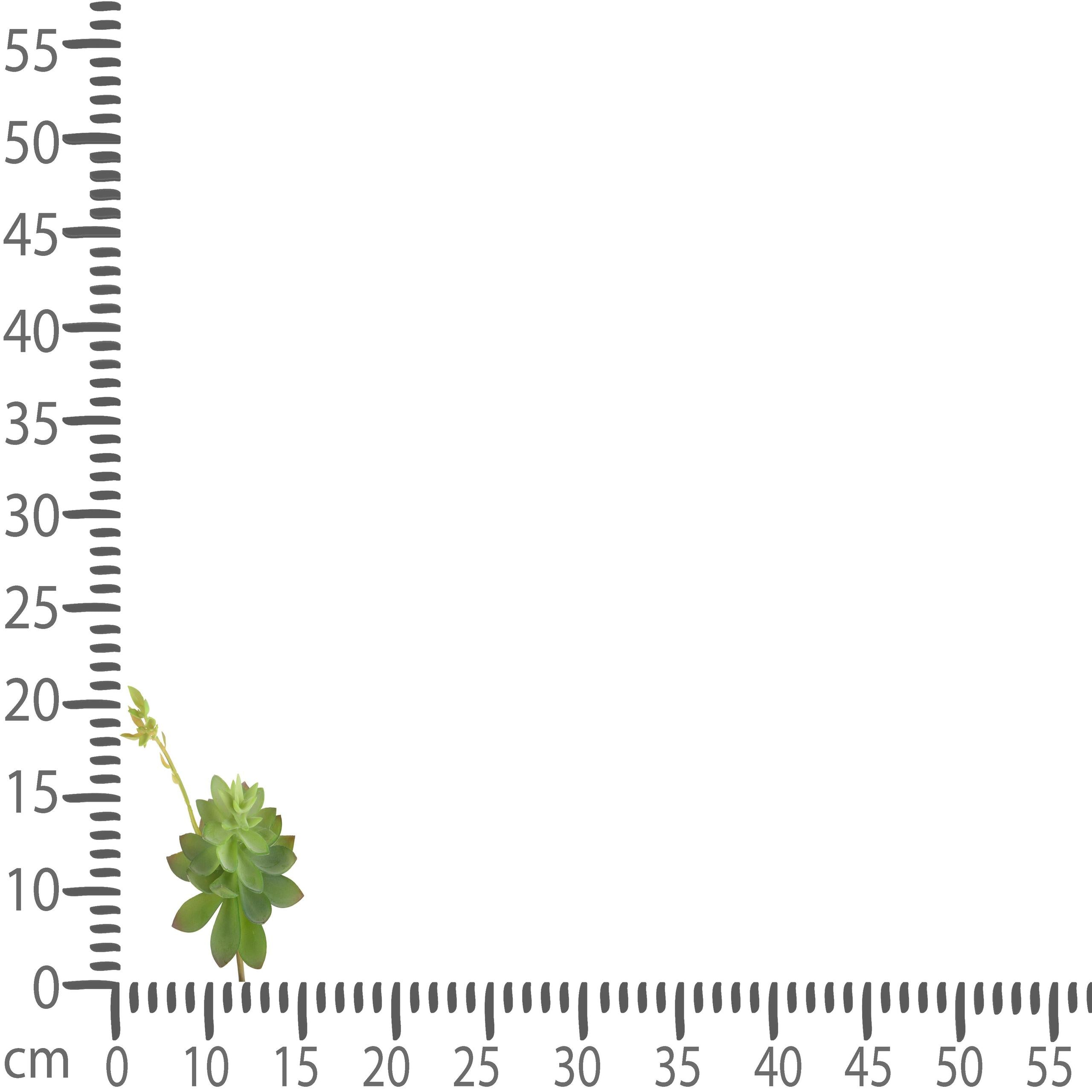 Set 6 Echeveria Cactus Artificiale Altezza 21 cm Verde