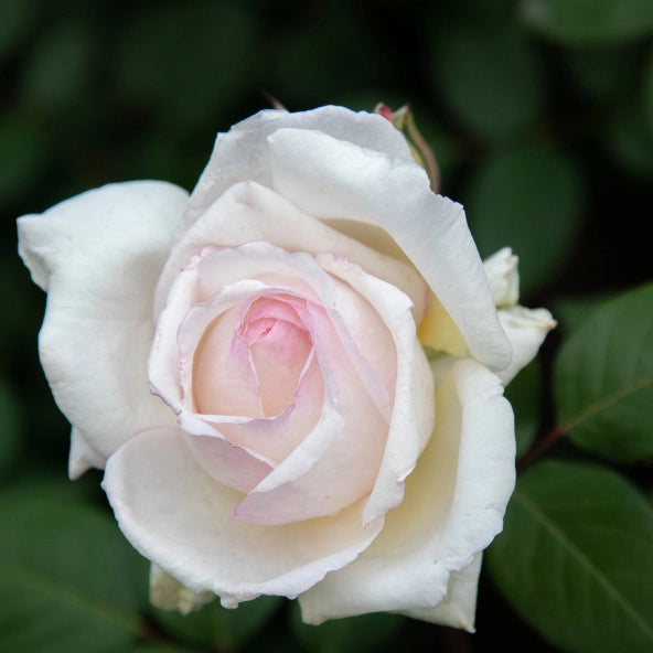 Pianta Rosa Mariangela Melato, foto reali