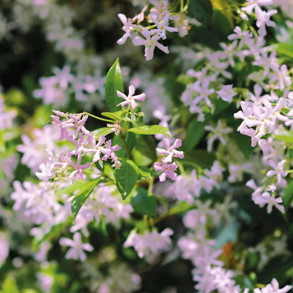 Gardenaria Falso Gelsomino - Trachelospermum jasminoides 'Rose' - Pianta rampicante ornamentale da esterno Altezza: 100/125 cm (vaso19)