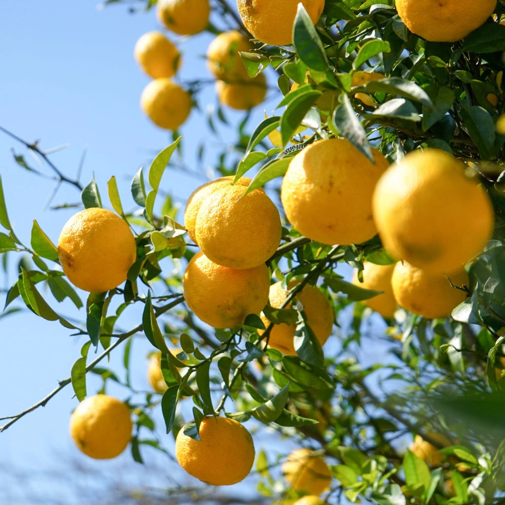 Gardenaria Yuzu - Citrus junos - Pianta di agrume da frutto in vaso Altezza: 60/65 cm (vaso19)