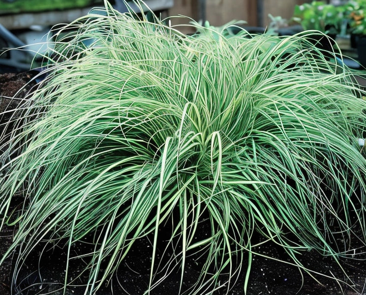Gardenaria Carex oshimensis 'Evergold' - Graminacea ornamentale da esterno Altezza: 40 cm (vaso 17)