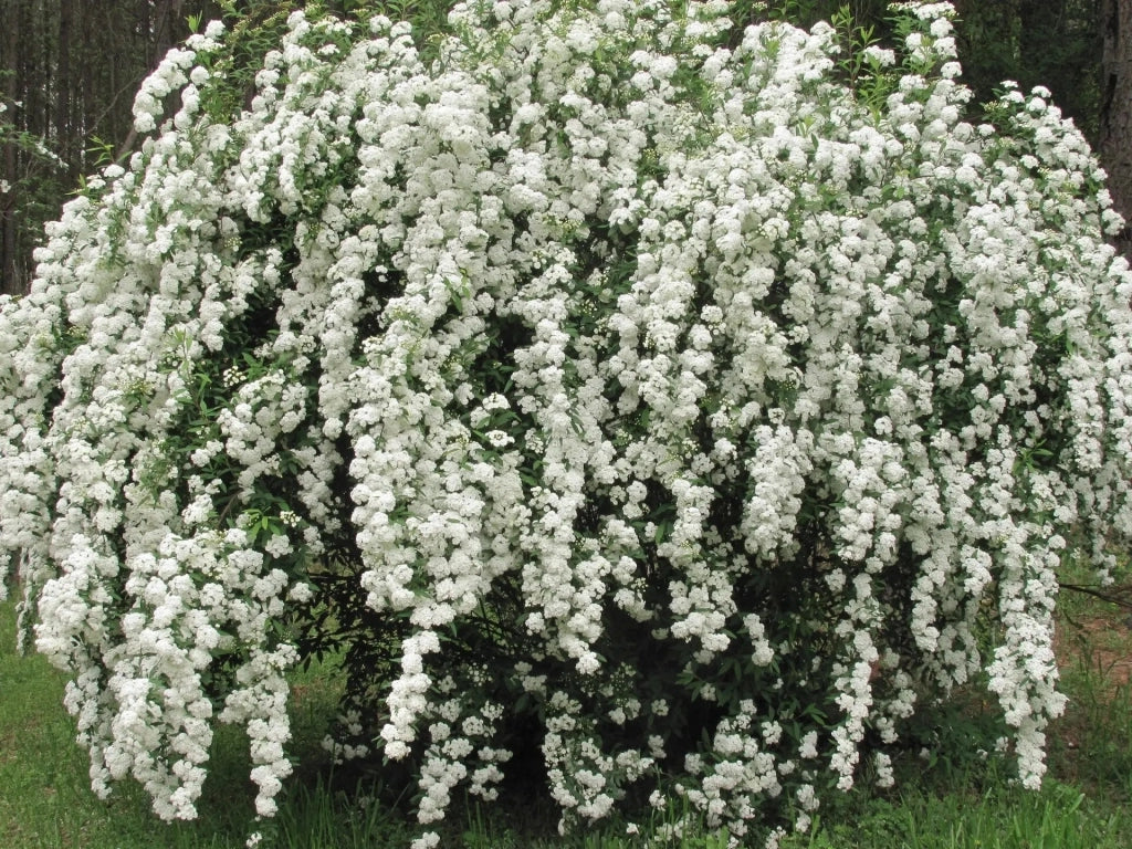 Gardenaria Spirea - Spiraea × vanhouttei - Arbusto ornamentale da giardino Altezza: 50/70 cm (vaso19)