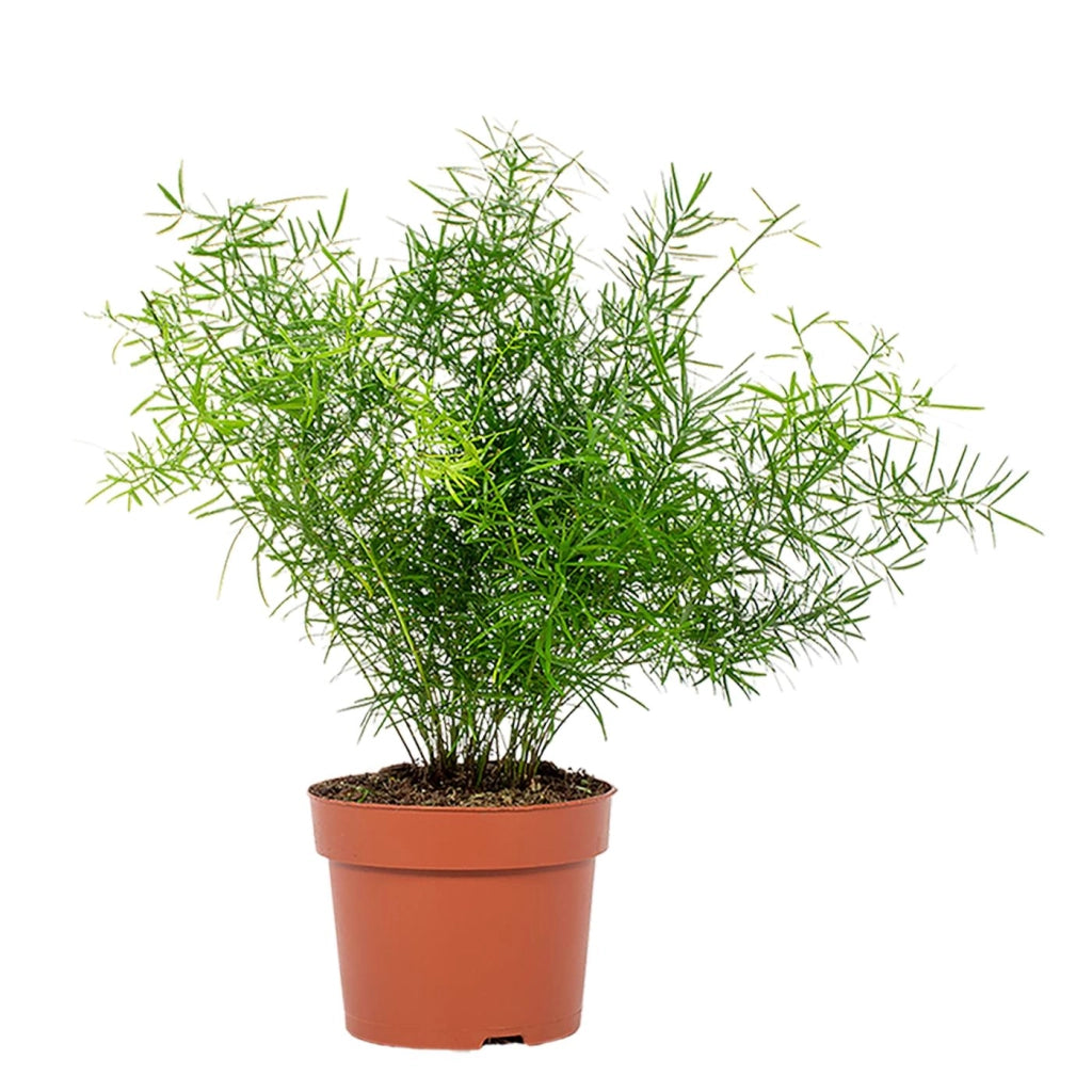 Gardenaria Asparagus densiflorus 'Sprengeri' - Pianta da interno ornamentale Altezza: 35 cm (vaso 17)
