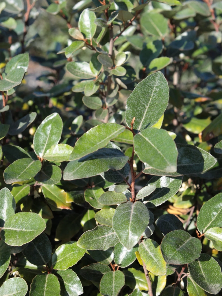 ELEAGNUS EBBINGEI COMPACTA PALLA 60