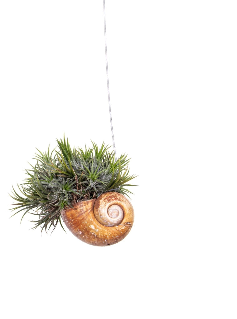 Gardenaria Tillandsia 'Shelly' - Pianta da interno ornamentale Altezza: 30 cm (vaso 10)