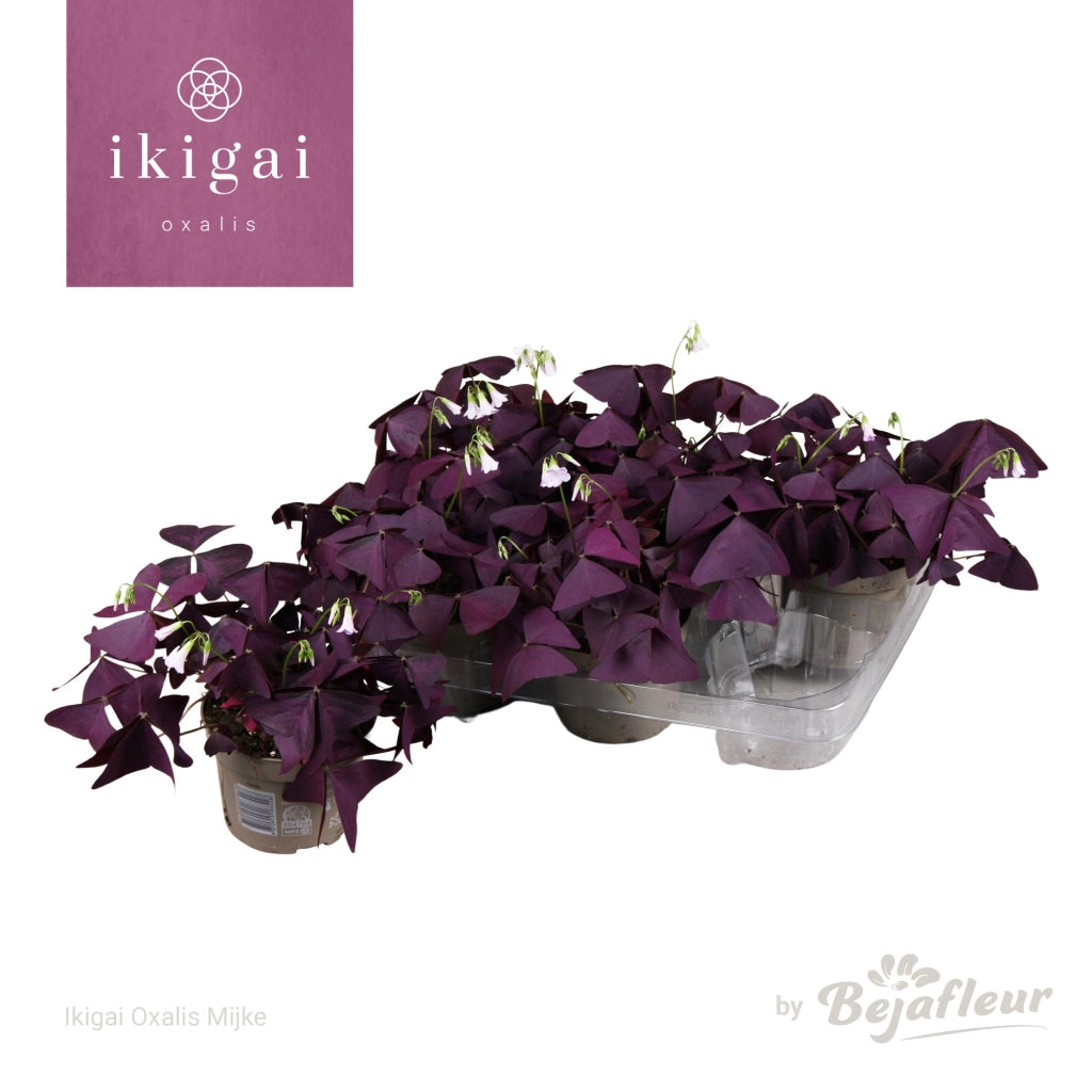 Gardenaria Oxalis triangularis - Pianta da interno ornamentale Altezza: 20 cm (vaso 12)