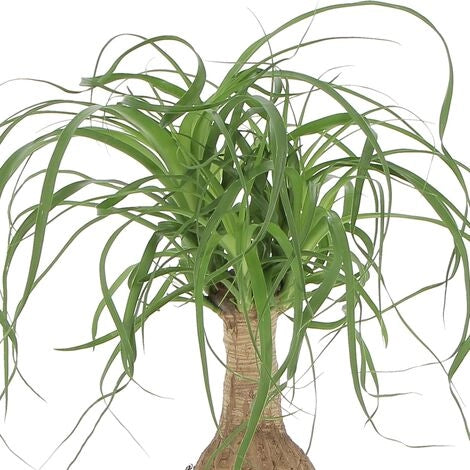 Nolina in vaso 10 cm TC, pianta ornamentale resistente e facile da curare