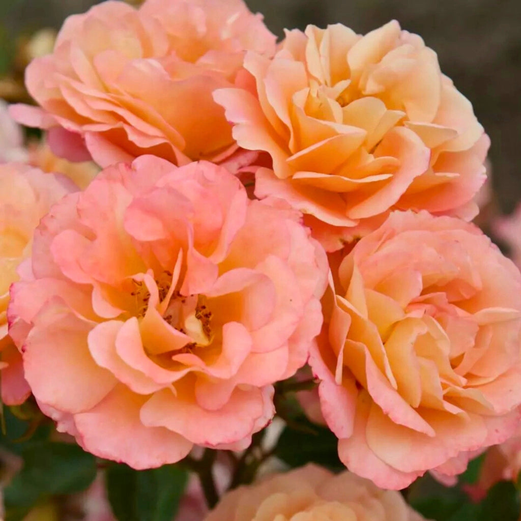 Gardenaria Rosa paesaggistica 'Cubana' - Rosa da giardino Altezza: 30/35 cm (vaso19)
