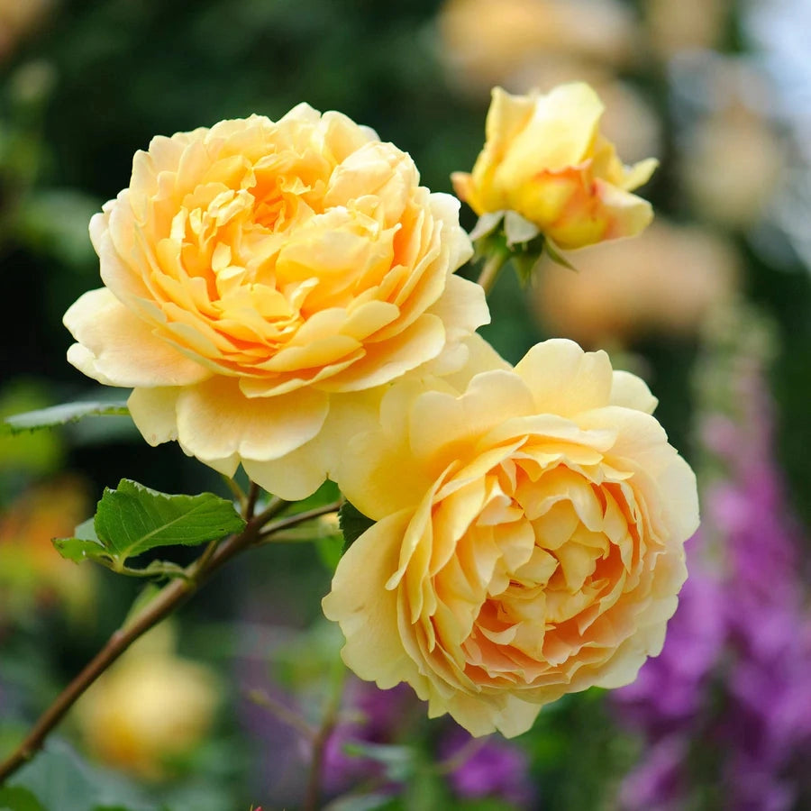 Gardenaria Rosa 'Golden Celebration' - Rosa da giardino Altezza: 40/50 cm (vaso20)