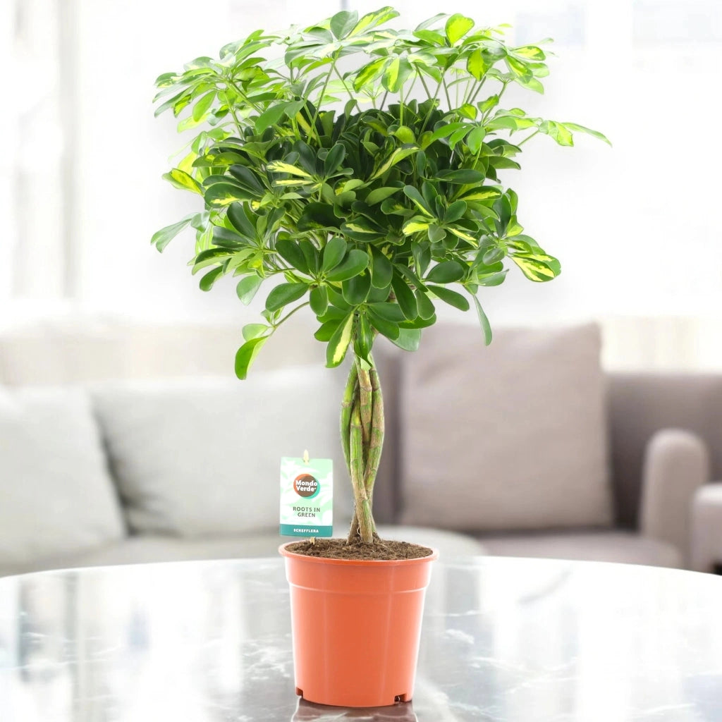 Gardenaria Schefflera arboricola 'Gold capella' alberello - Pianta da interno ornamentale Altezza: 130 cm (vaso 30)