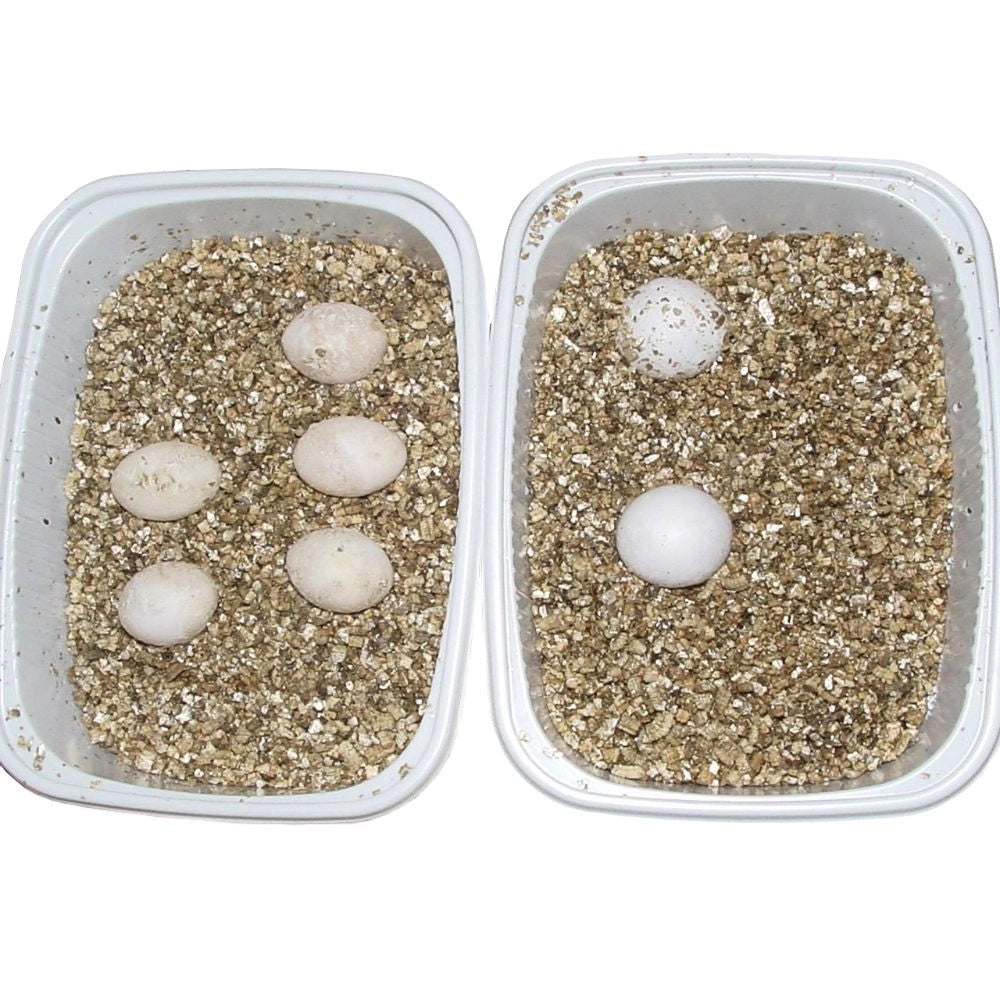 Lucky Reptile Vermiculite 5L - substrato riproduttivo per uova di rettile