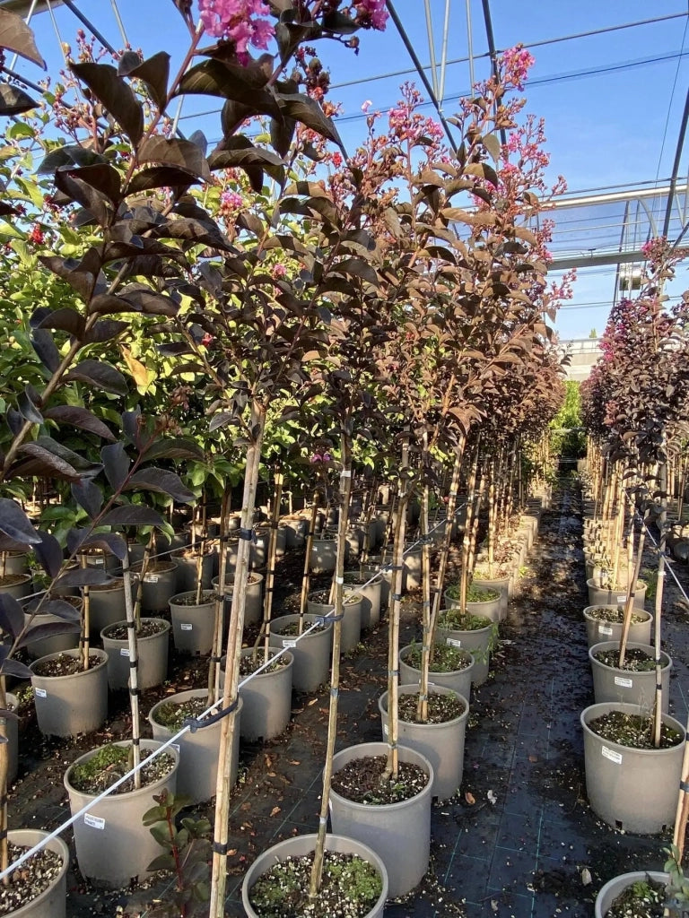 Gardenaria Lagerstroemia indica 'Black Solitaire Shell Pink' - Arbusto ornamentale da giardino Altezza: 40/60 cm (vaso19)