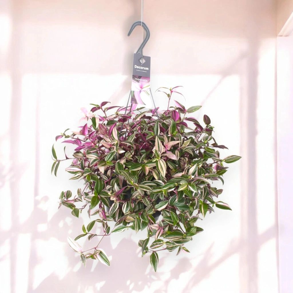 Gardenaria Tradescantia fluminensis 'Quadricolor' - Pianta da interno ornamentale Altezza: 40 cm (vaso 17)