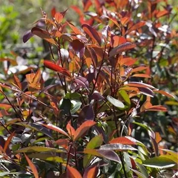 Photinia Magical Vulcano V24 – Arbusto Sempreverde Compatto a Foglia Rossa