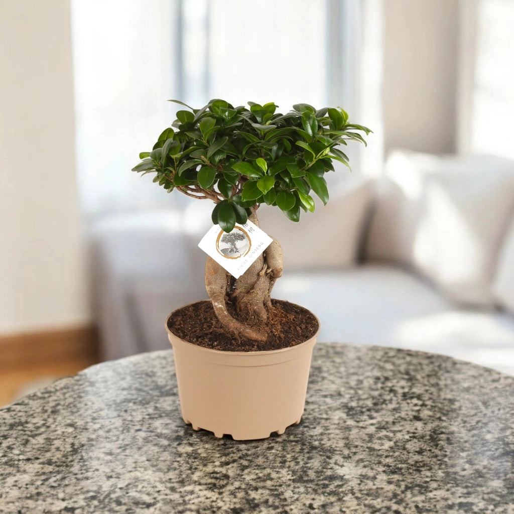 Gardenaria Ficus microcarpa 'Ginseng' bonsai - Pianta da interno ornamentale Altezza: 30 cm (vaso 12)