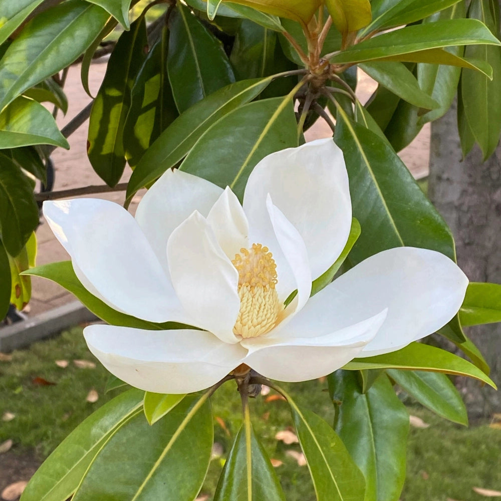 Pianta di MAGNOLIA GRANDIFLORA  foglie GRANDI in vaso 18 cm FOTO REALE
