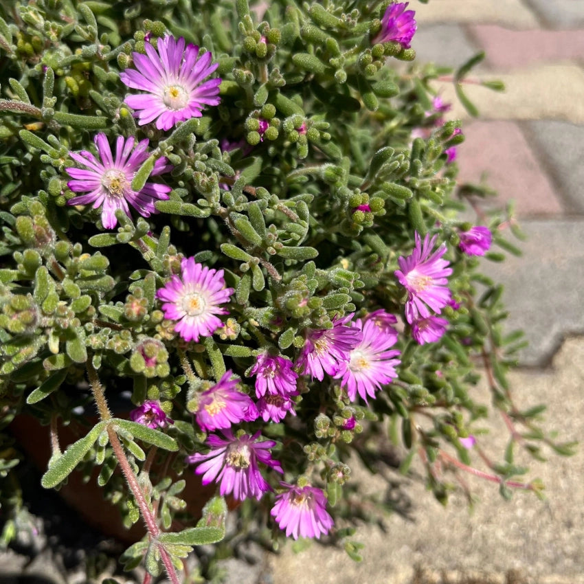 Pianta di Barba di Giove ricadente grassa fiori rosa strisciante in vaso 14 cm AMDGarden