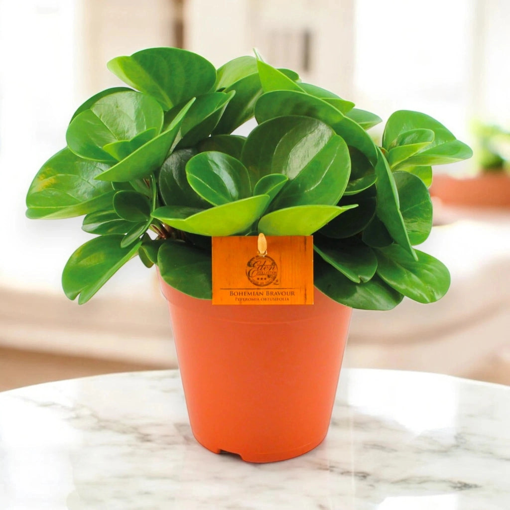 Gardenaria Peperomia obtusifolia 'Green gold' - Pianta da interno ornamentale Altezza: 25 cm (vaso 15)