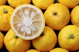 Pianta di Yuzu,  citrus junos in vaso foto reali