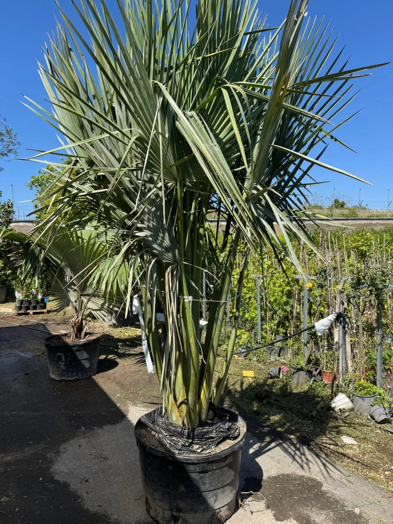 Copernicia gigas H 3,5 m vaso 70 – Palma tropicale gigante a ventaglio palma rara foto reale