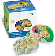 Anatomie Model 
Codice prodotto: 12345 
Dimensioni: 30x20x10 cm 
Materiale: Resina 
Colore: Naturale