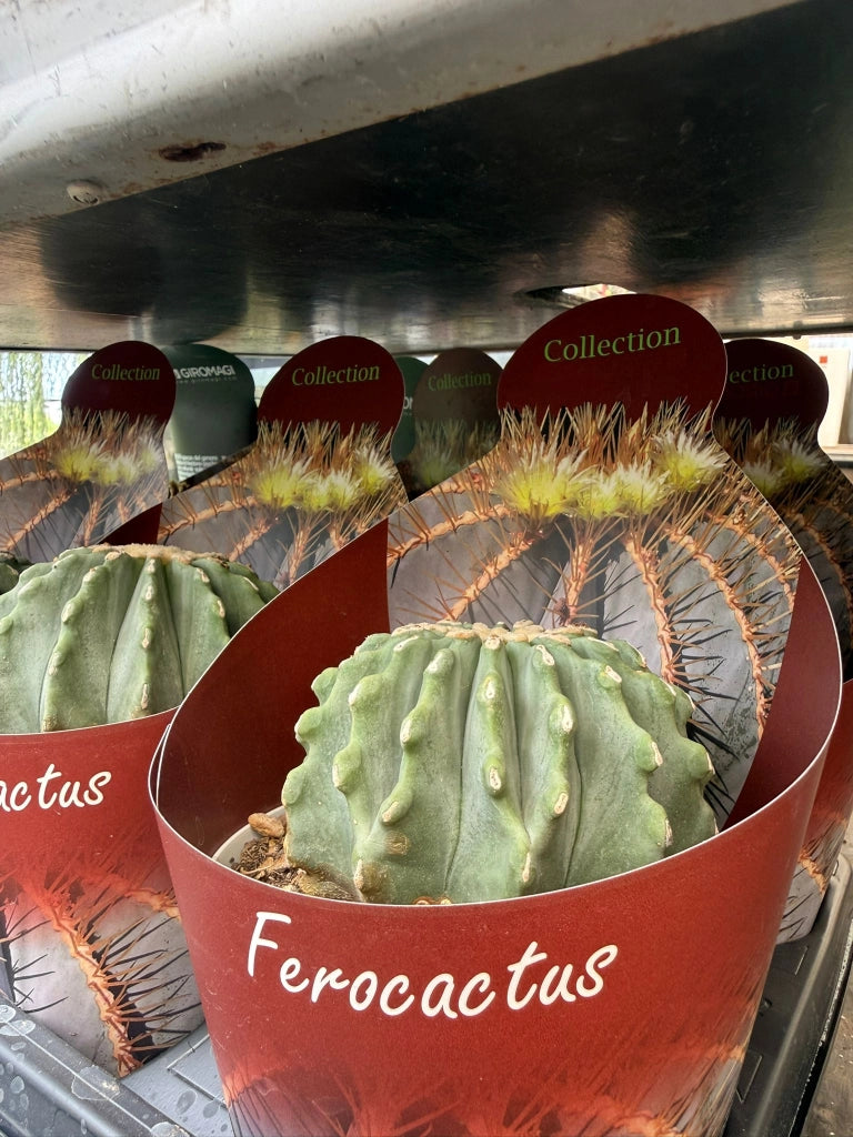 Ferocactus glaucescens vaso 14 cm – Cactus