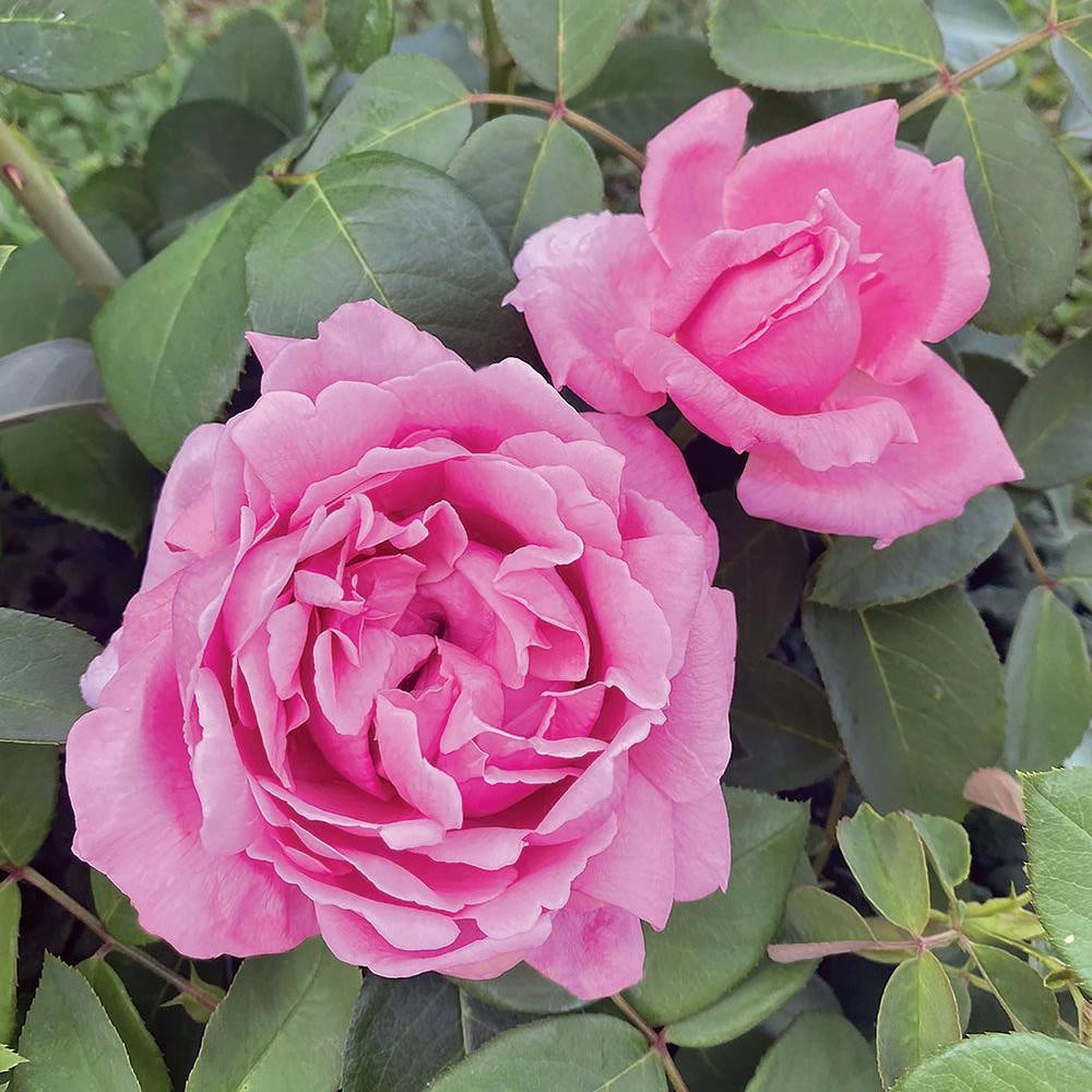 Pianta Rosa Enrico Caruso, foto reali