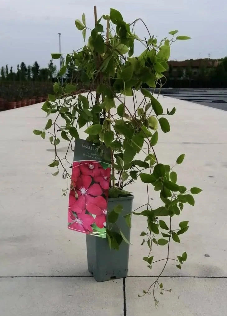 Gardenaria Clematis 'Rouge Cardinal' - Pianta rampicante ornamentale da esterno Altezza: 100/125 cm (vaso19)