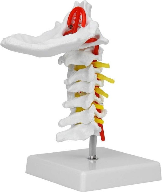 Modello Anatomico della Colonna Vertebrale Cervicale e Toracica