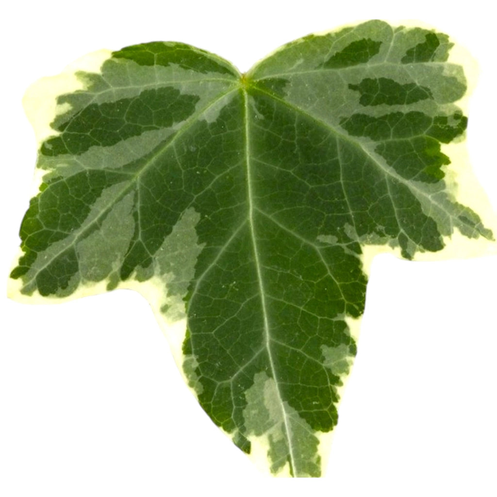 Gardenaria Edera - Hedera helix 'Eva' - Pianta da interno ornamentale Altezza: 50 cm (vaso 19)