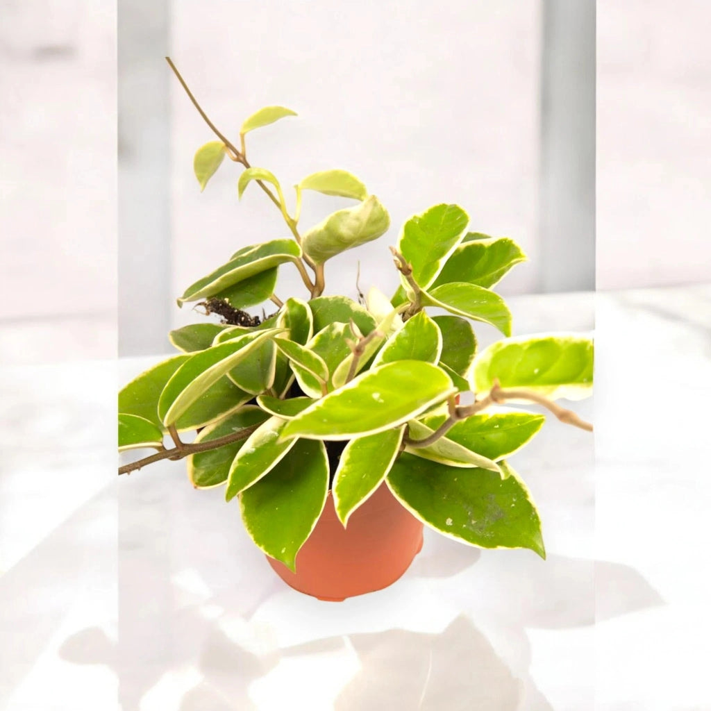 Gardenaria Hoya carnosa 'Krimson Queen' - Pianta da interno ornamentale Altezza: 20 cm (vaso 12)