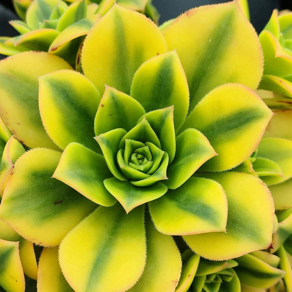 Aeonium arboreum f. luteum variegata vaso 14 cm – Succulenta