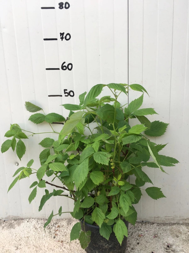 Lampone Rubus Ideaus vaso 18cm
