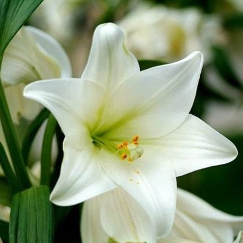 Bulbi di Lilium Asiatic White Bianco 14/16 – Fioritura elegante e pura